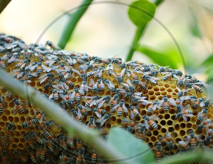 Beehive With Honey Bee