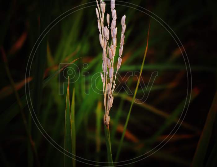 A dead rice plant