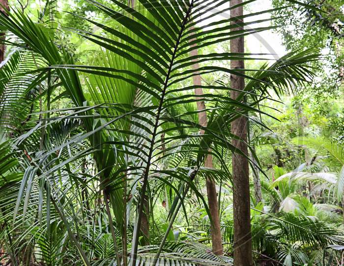 Beautiful green rainforest shots in different places on the Seychelles