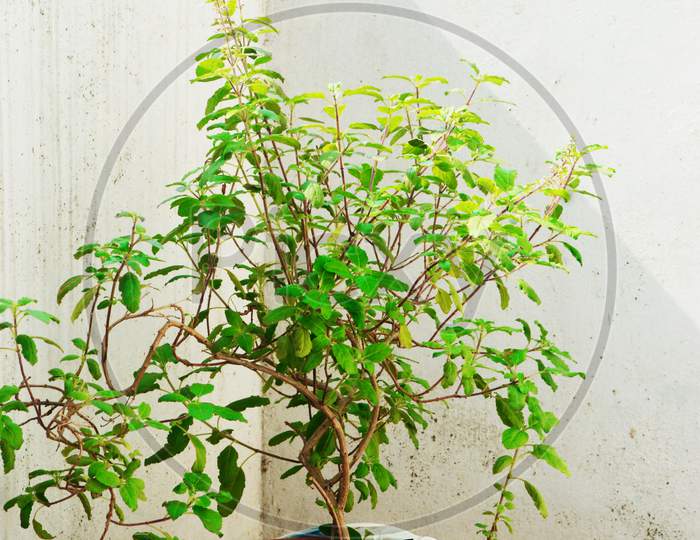 Organic basil plant with leaf