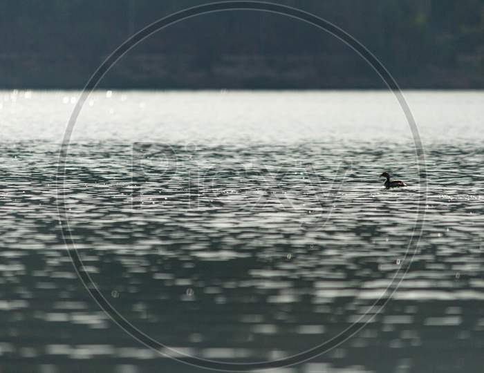 Little duck in a water