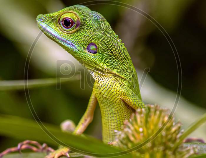 Bronchocela Cristatella, Also Known As The Green Crested Lizard