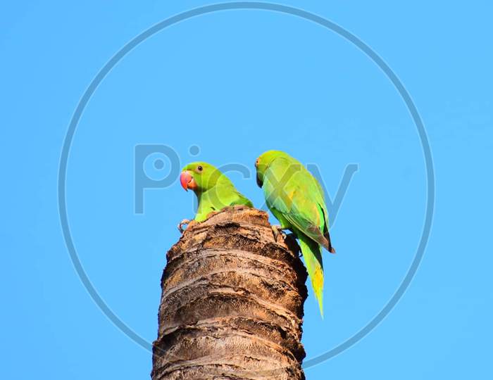 Parrot chicks