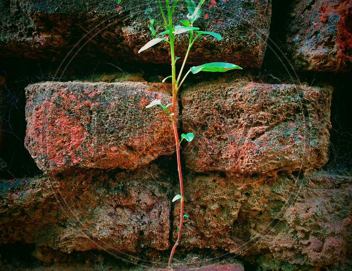 A small plant grow on the brick