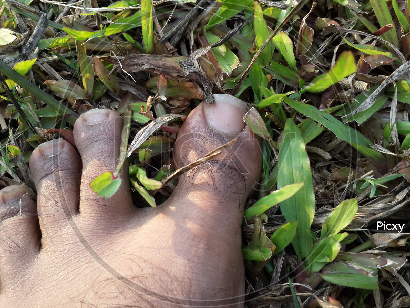 Barefoot on grass closeup shot