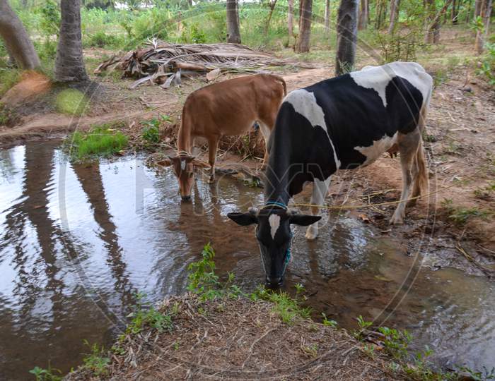 Cattle Drinking Water