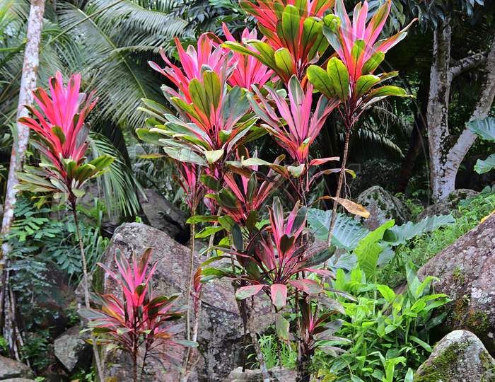 Colorful macro shots of flowers on the Seychelles island