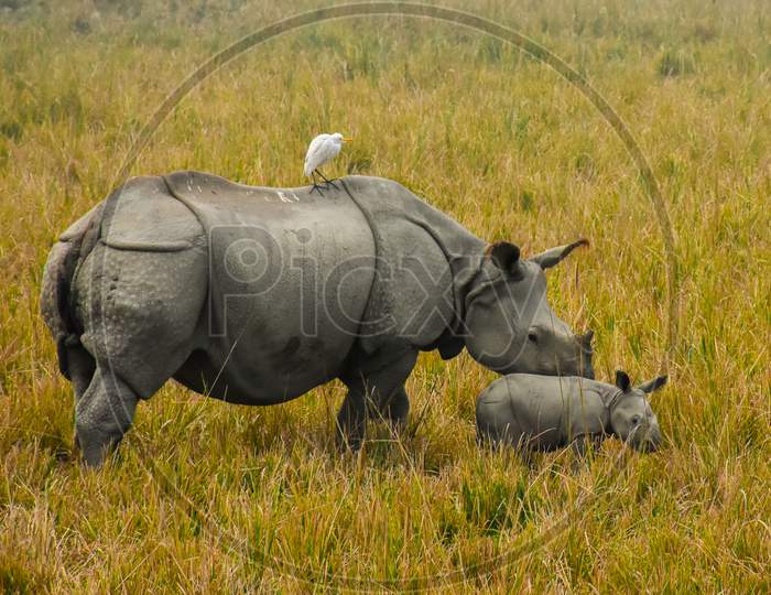 Rhino at Kaziranga National Park Assam . Rhinoce unicornisros unicorn