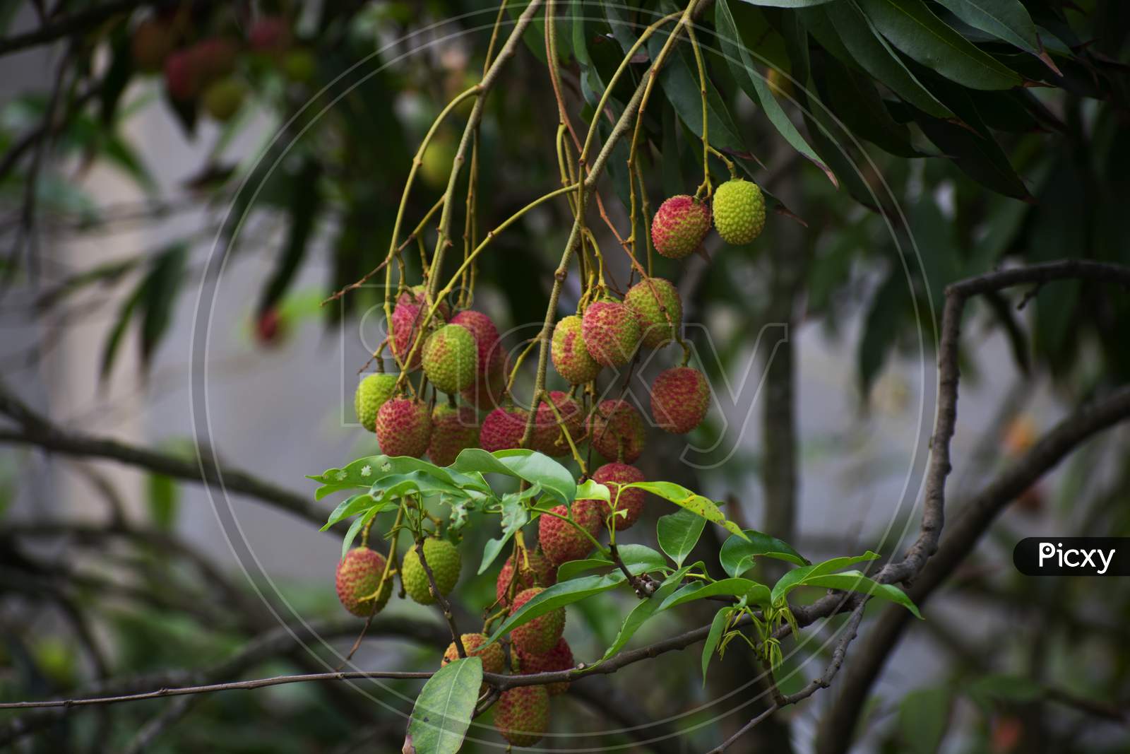 Lychee Is The Sole Member Of The Genus Litchi In The Soapberry Family, Sapindaceae