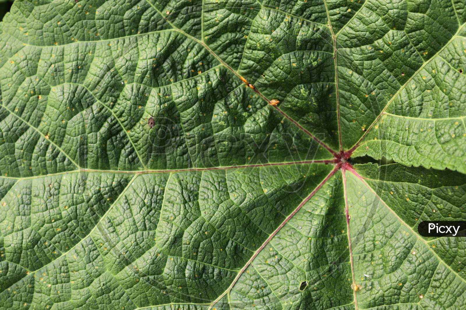 Beautiful close up of agricultural plants and leaves