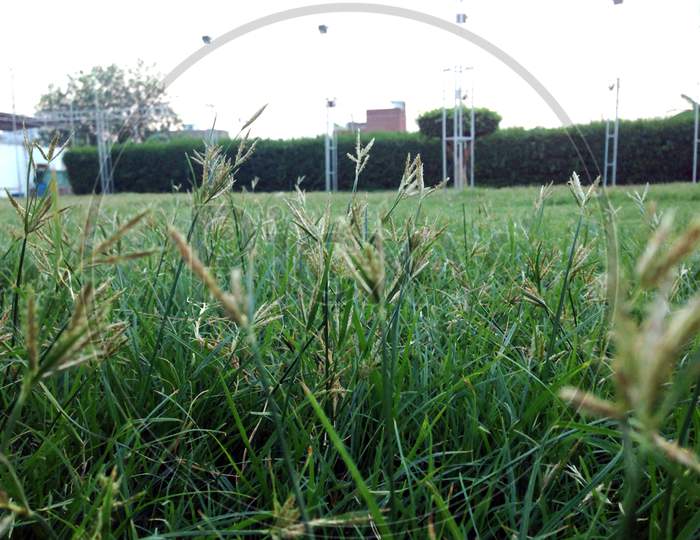 a green grass play ground