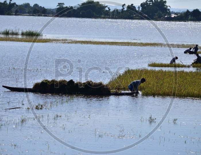 Villagers Cutting Harvest Crop In A Flooded Paddy Field At Kampur In Nagaon District Of Assam On May 27,2020.