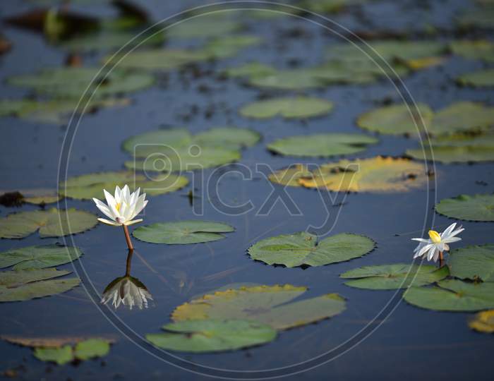 Nymphaea, Water Lilly flowers blooming in a rural village pond.