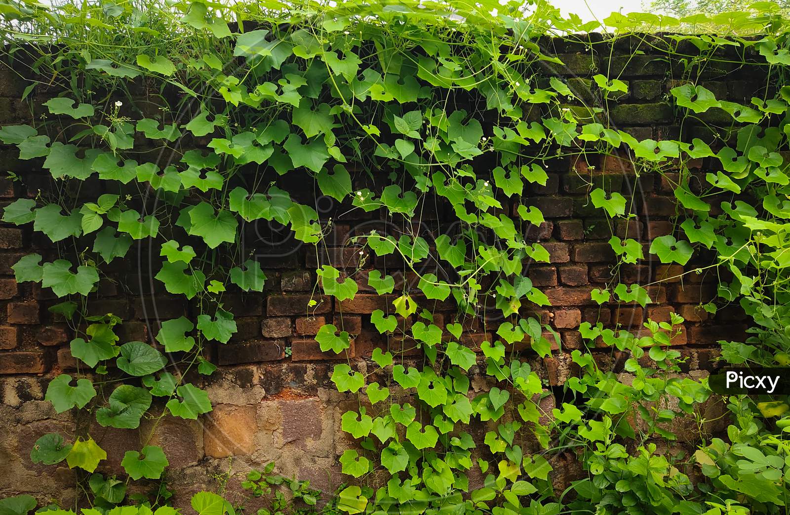Tree climbing on old red brick wall background, Green creeper Plant