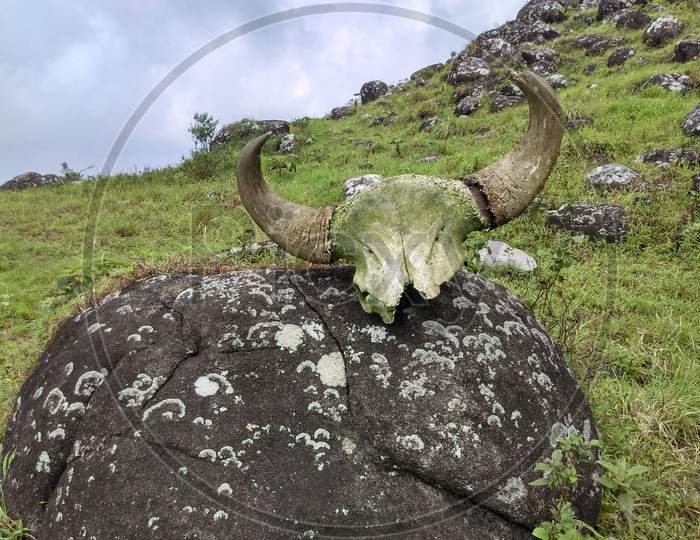 Indian bison skull with horn