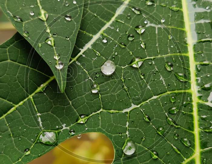 Papaya leaf dew