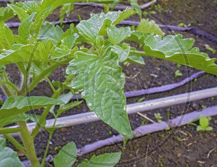 Indeterminate Tomato Plant Leaves