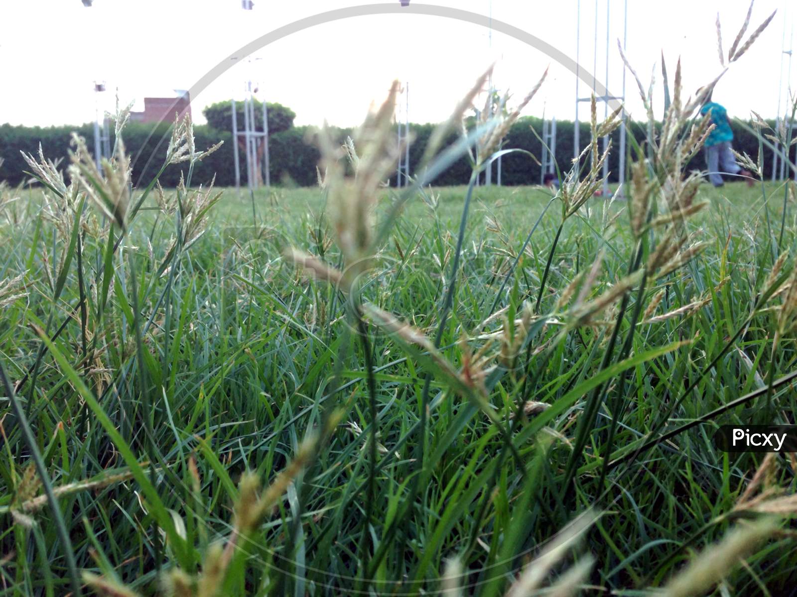 a green grass play ground