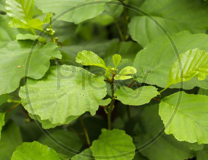 Beautiful close up of agricultural plants and leaves