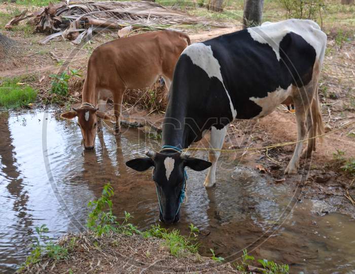 Cattle Drinking Water