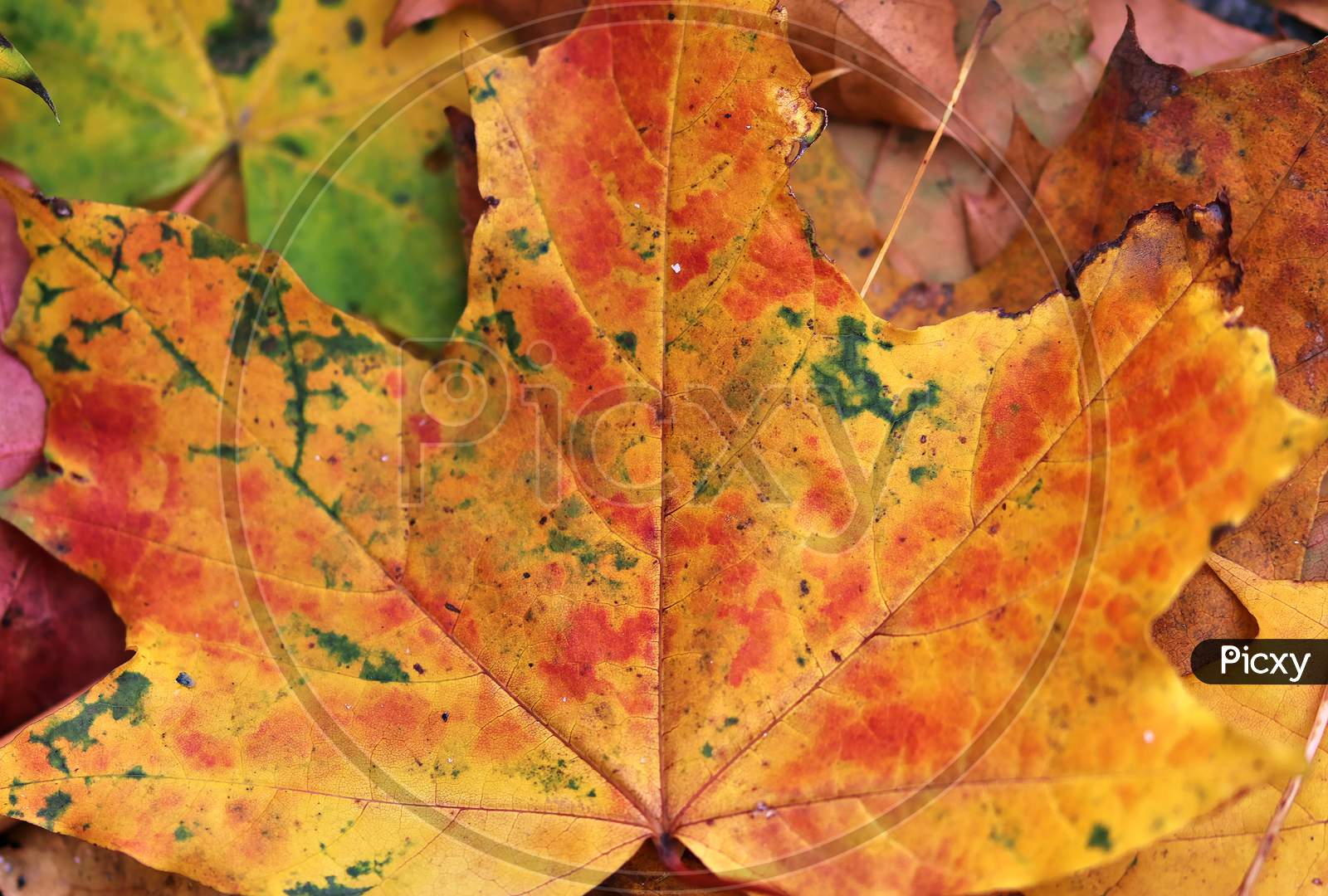Colorful texture of autumnal maple leaves on the ground in a forest in high resolution
