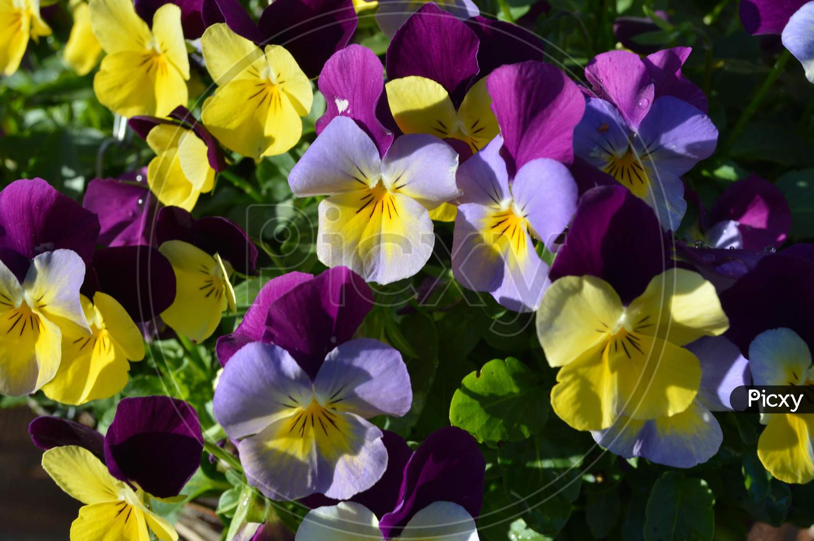 Tricolor Pansy