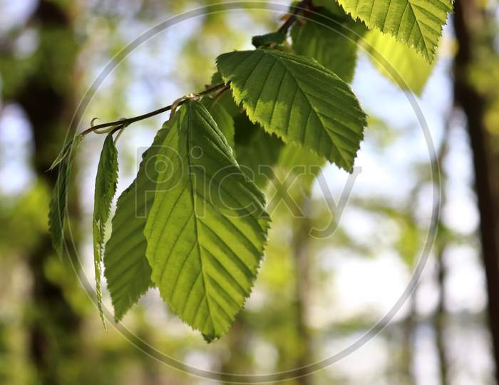 Fresh leaves at a tree branch in springtime with a soft bokeh background