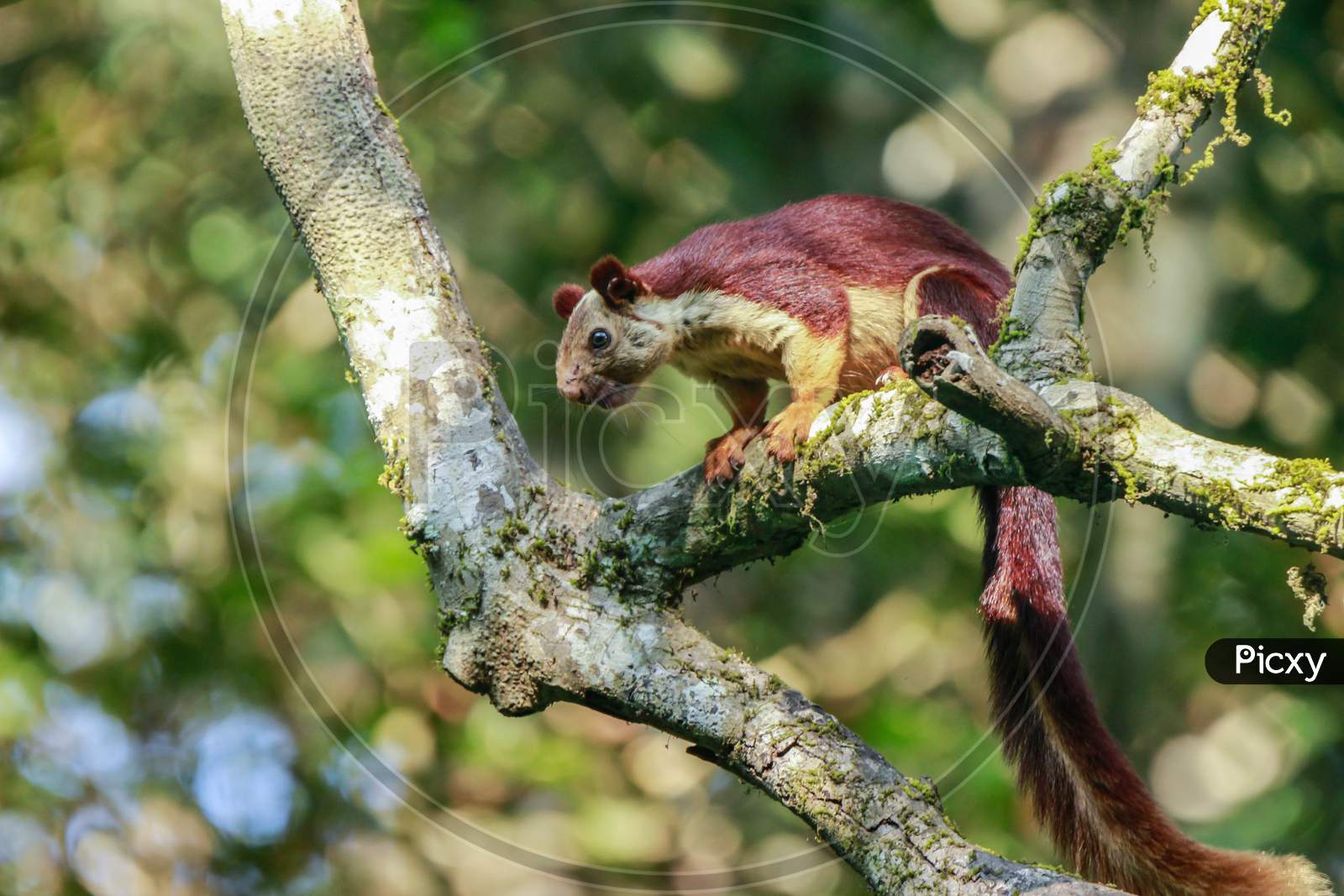 A Giant Squirrel Sitting On A Branch With Beautiful Bokeh Background In Indian Subcontinent