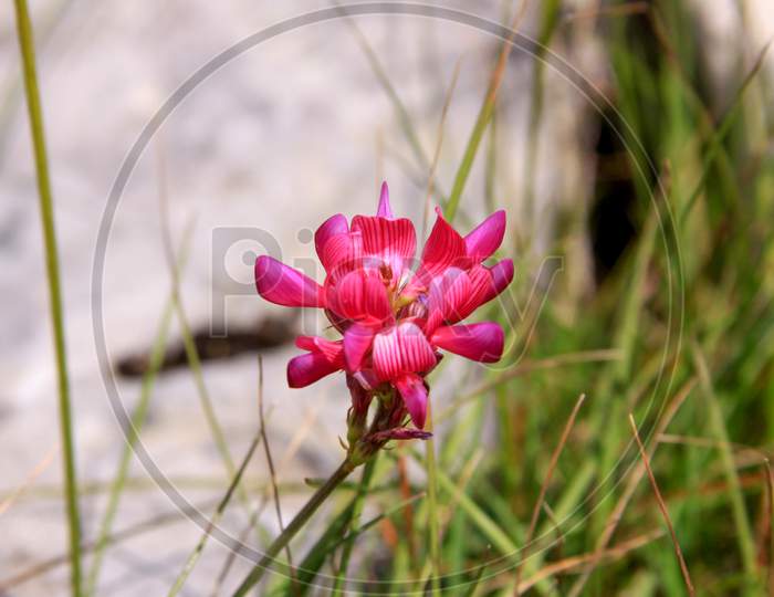 Pink Flower In Durmitor National Park, Montenegro