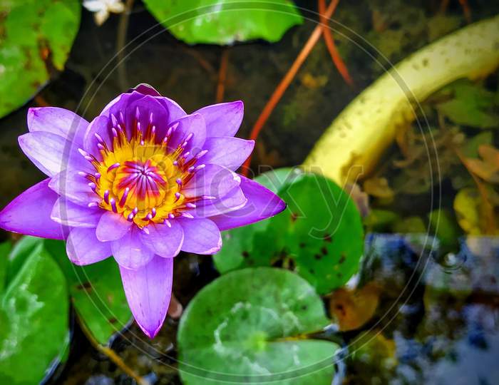 BEAUTIFUL purple lotus flower with blurred green background
