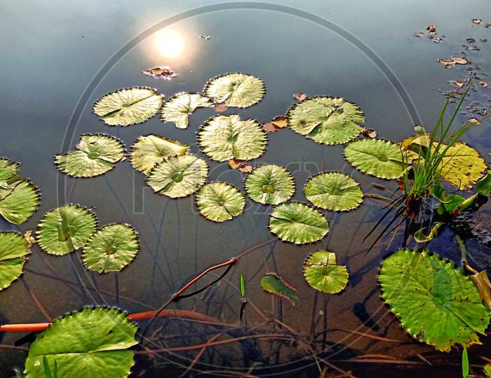 Common water lily leaf