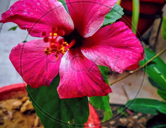 Hibiscus flower with blurred stigma and blurred background of green leaves