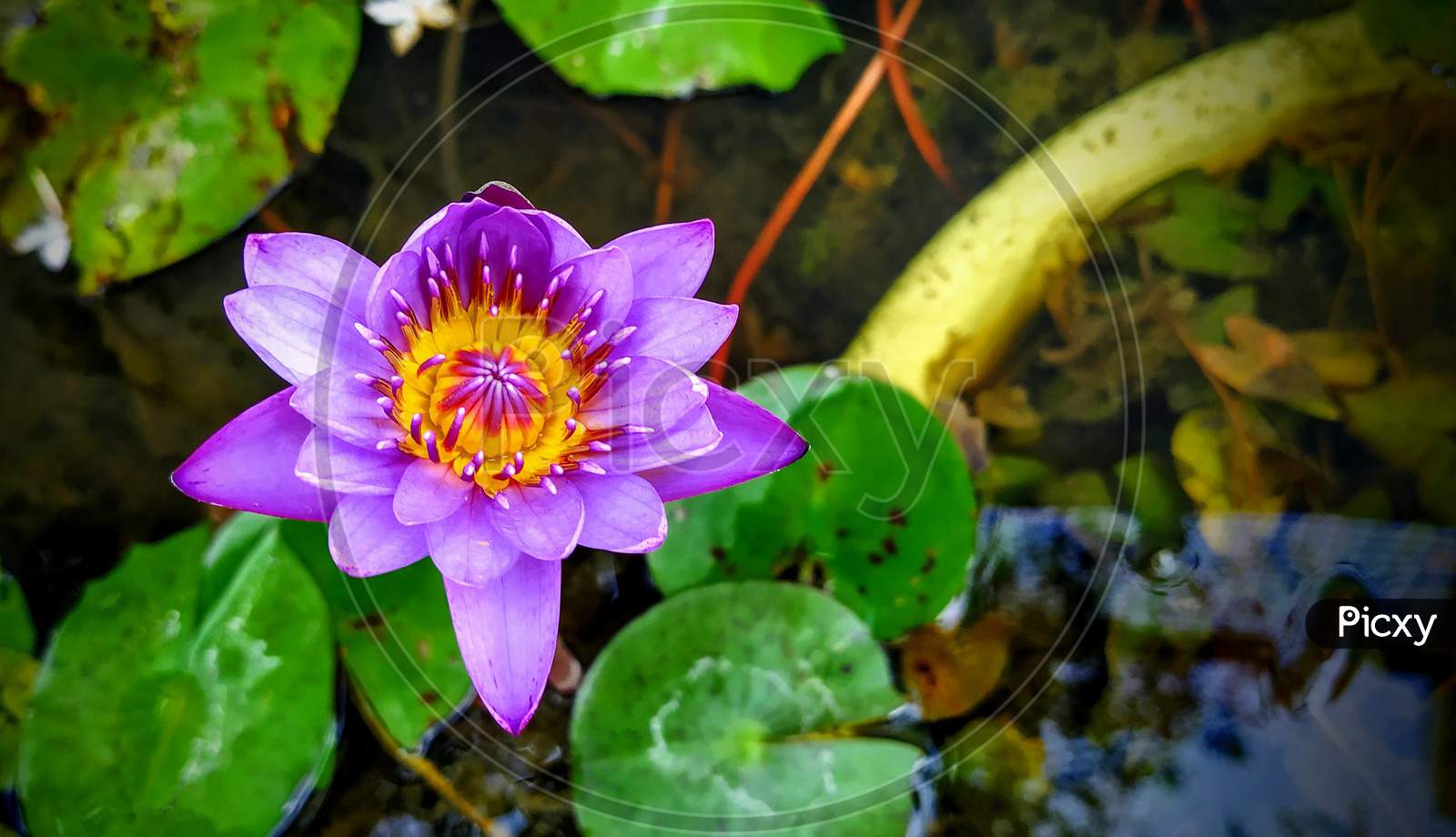 BEAUTIFUL purple lotus flower with blurred green background