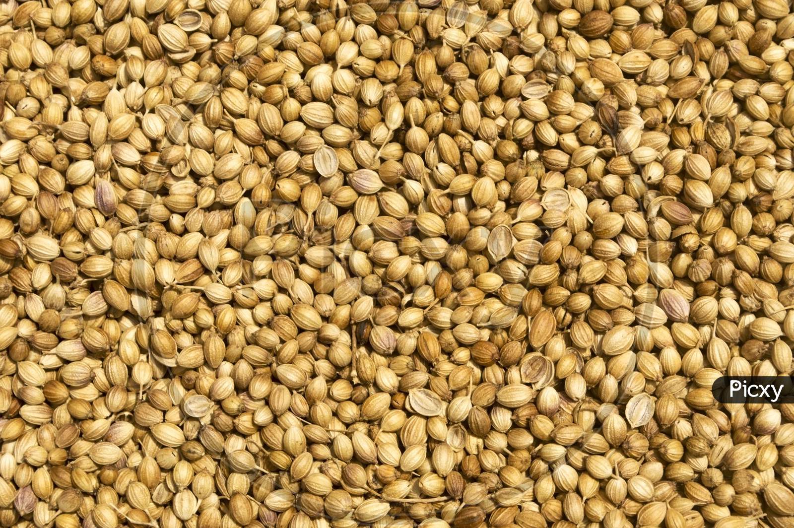 Close Up View From Top Of Coriander Seeds