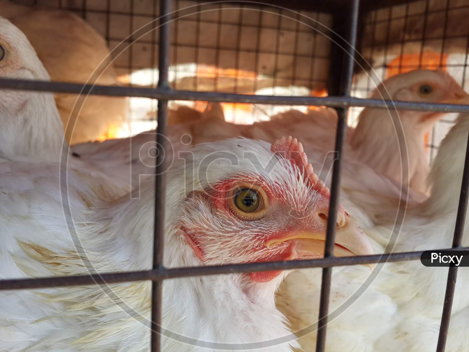 Closeup of Broiler chicken in cage.
