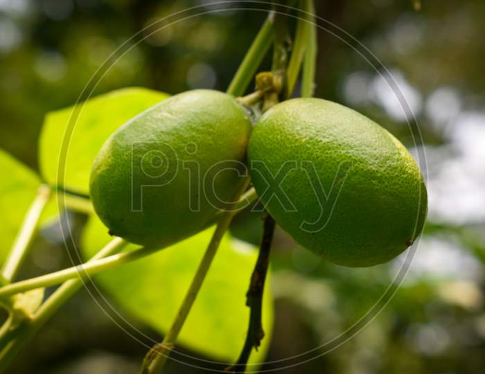Pairs of lemons