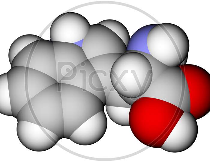 Essential Amino Acid Tryptophan 3D Molecular Structure