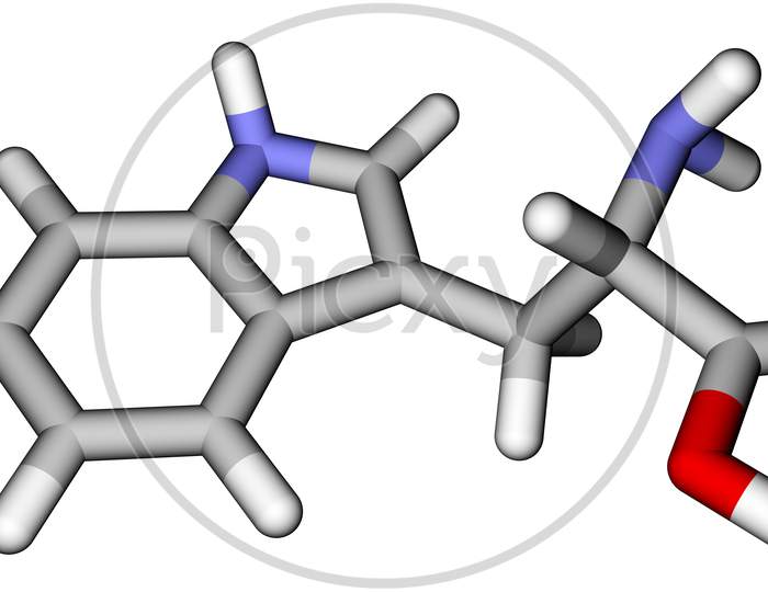 Essential Amino Acid Tryptophan 3D Molecular Structure