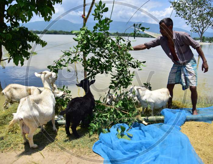 A Villager Feed His goat  Stand In Makeshift Shelter At A Flooded Area  At Doboka  In  Hojai  District Of Assam  On May 28,2020.