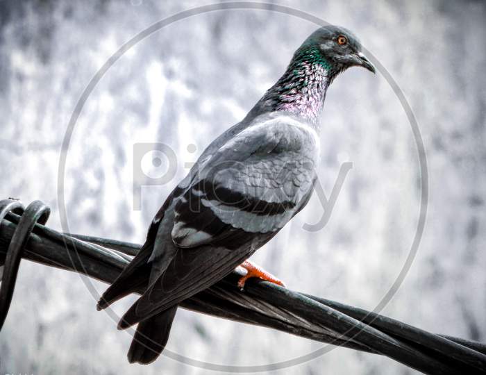 Pigeon sitting on high voltage wire
