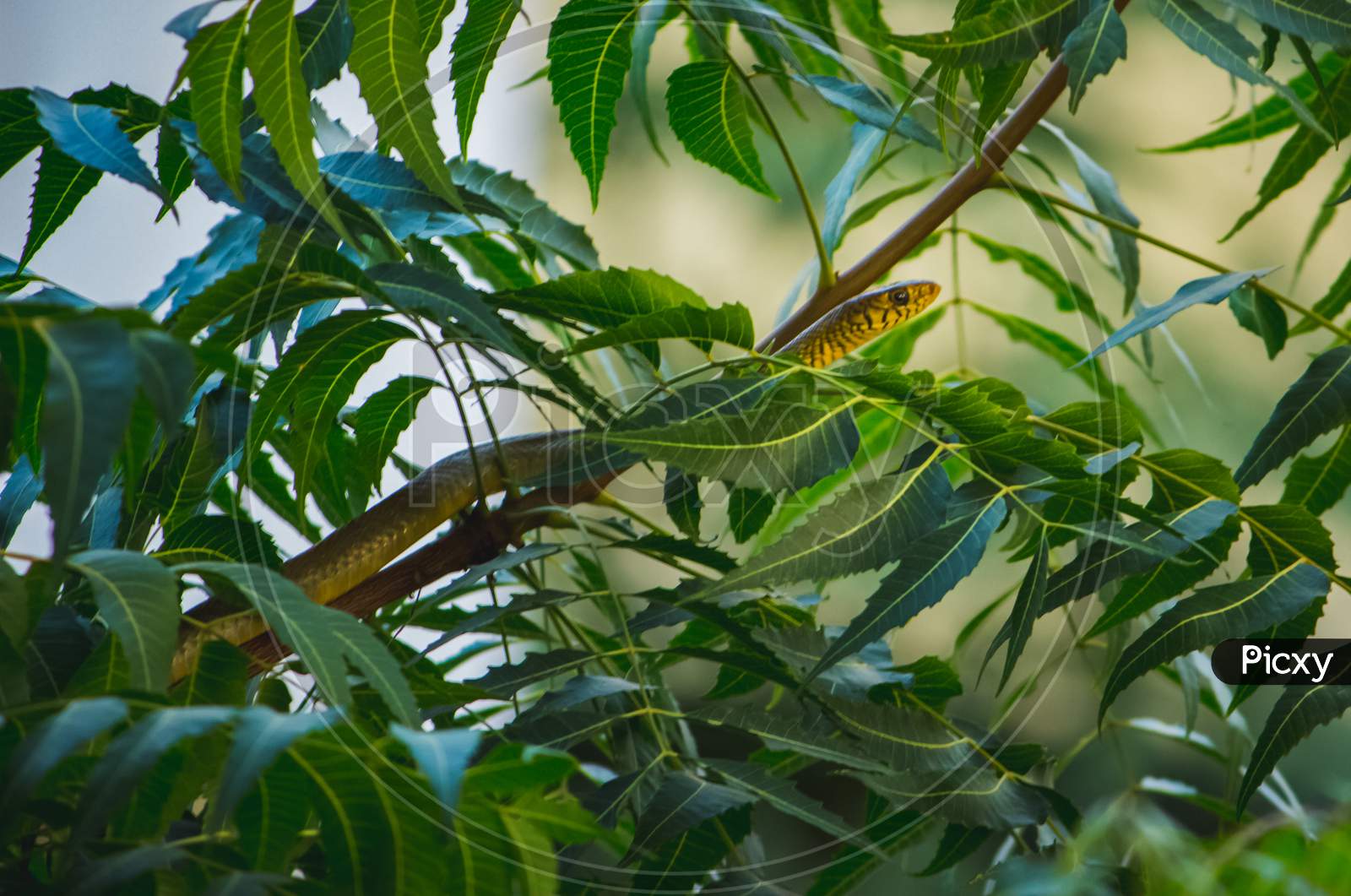 Small Indian Rat Snake On The Neem Tree Branch With Green Neem Leafs .The Snake Head And Eyes Are Visible.The Rat Snake Is A Species Of Colubrid Snake Endemic To Southeast Asia.