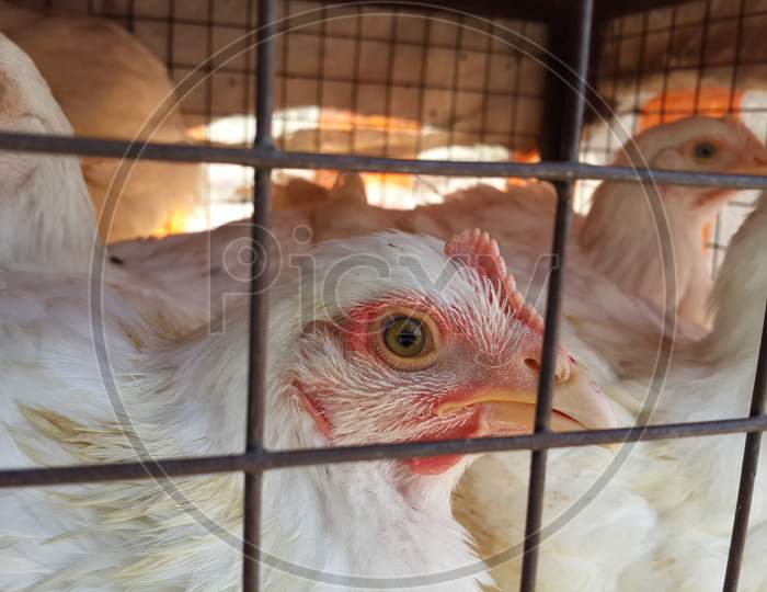 Closeup of Broiler chicken in cage.