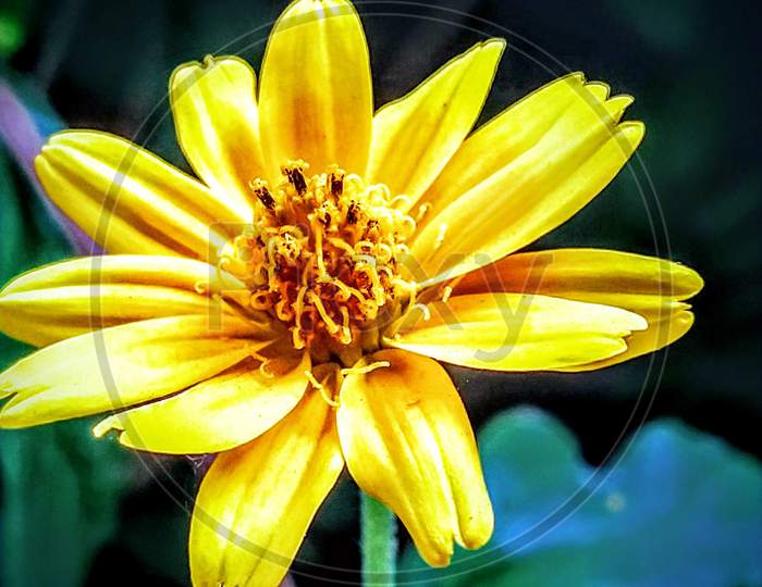 Yellow flower focused