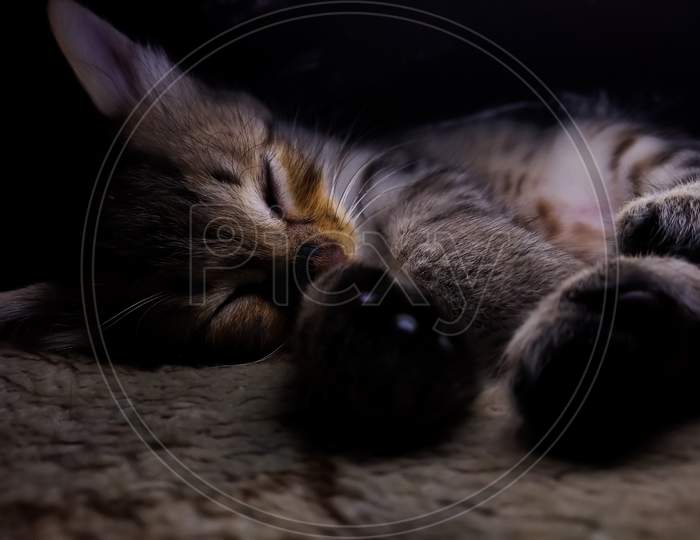 Cute small kitten sleeping