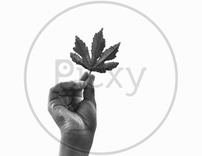 Mapale leaf