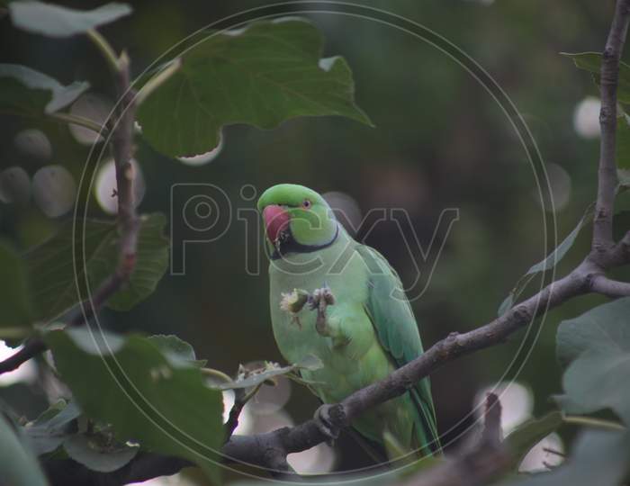 Parrot green