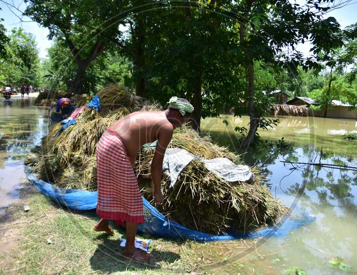 A Villager Try To Safe His Harvest Paddy From Flood Water At  Doboka Village   In  Hojai  District Of Assam  On May 28,2020.