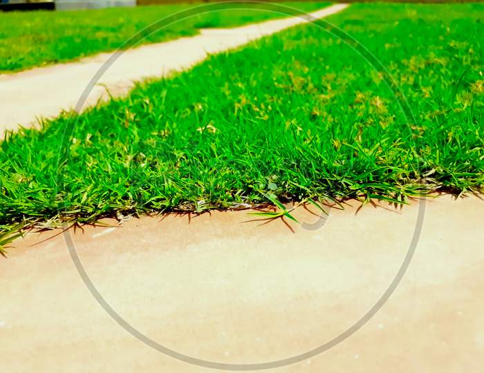 Selective Focus On Grass Above The Ground Surface