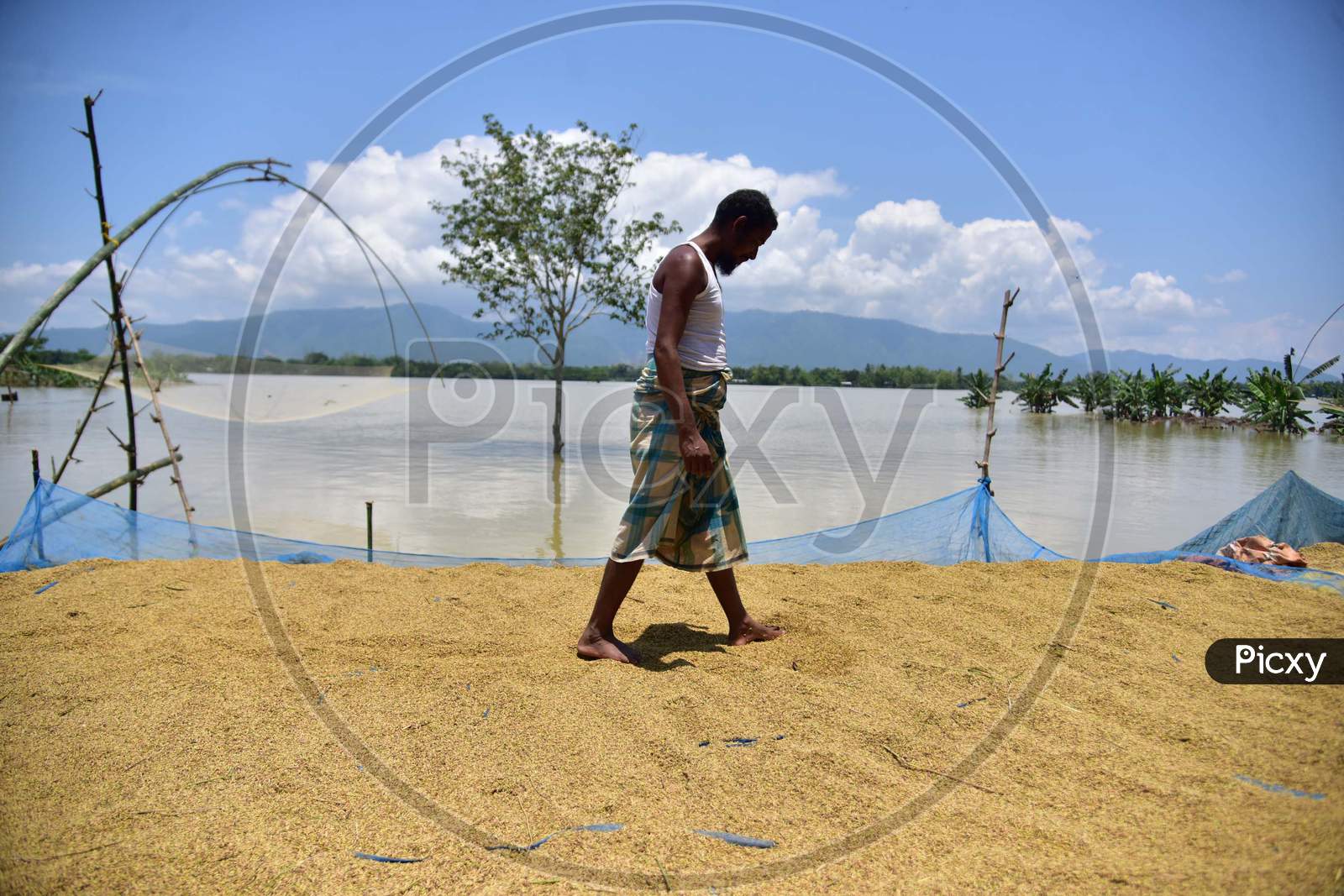 A Villager Dry His Crop On A Road  At Flood Affected Doboka Village  In  Hojai  District Of Assam  On May 28,2020.