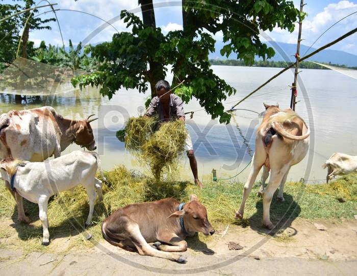 A Villager Feed His Cattle   Stand In Makeshift Shelter At A Flooded Area  Near  Doboka  In  Hojai  District Of Assam  On May 28,2020.